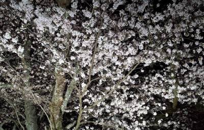 夜桜５